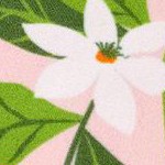 pink orange you the sweetest