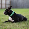 Country Brook Petz Deluxe Dog Collar - Summer Breeze Collection - Made in The U.S.A. - 3 of 4