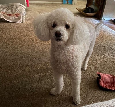 Guest review image 1 of 1, zoom in