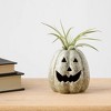 Pumpkin Spirits Slate - Good Little Garden™ - 4 of 4