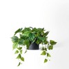 Forever Leaf Artificial Ivy Foliage Plant in Black Ceramic Pot, Indoor Artificial Plant for Home Decor - 2 of 4