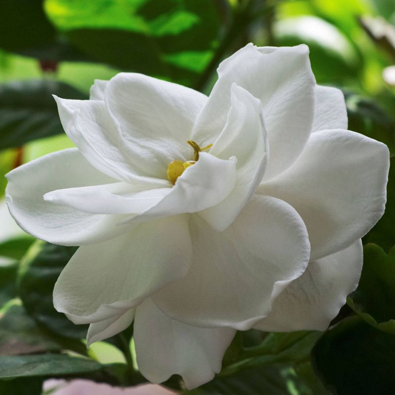 2.25gal Radicans Gardenia Plant White Blooms - National Plant Network, 4 of 7