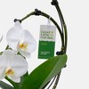 Live 5" Wave Orchid Potted Plant (Colors May Vary) - Good Little Garden™ - 3 of 4