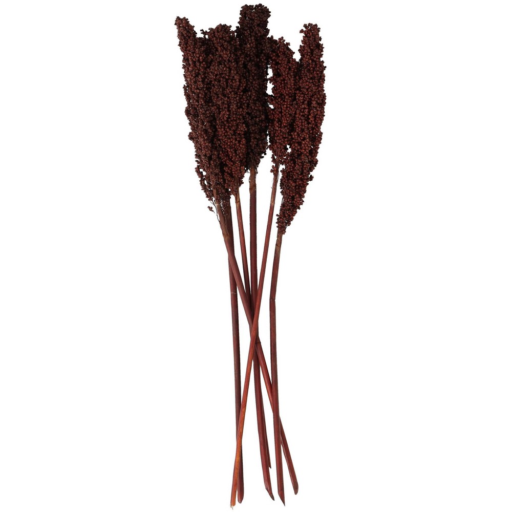 Photos - Coffee Table Dried Plant Corn Maze Natural Foliage with Long Stems Dark Brown - Olivia