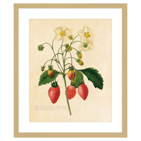 18 X 22 Matted To 2 Vintage Fruit Plant Ii Picture Framed Antique Gold Ptm Images Target