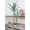 Artificial Heneken Plant with Faux Terracotta Pot – 45" Decorative Greenery By Kalalou - 2 of 3