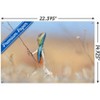 Trends International The Comedy Wildlife Photography Awards: Anup Deodhar - Rockstar Unframed Wall Poster Prints - 3 of 4