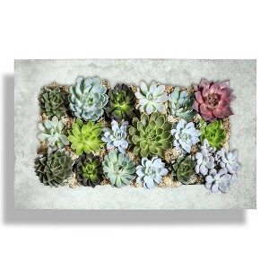 Modern Home Living Wall Galvanized Steel/Zinc Succulent Planter - 1 of 4