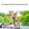 Fake bird for dog training, dog training, indoor and outdoor, imitating dead birds, essential chewing toys, perfect size for all - 3 of 4