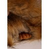 HalloweenCostumes.com    Fun Costumes Dark Crystal Fizzgig Prop, Brown/Brown - 4 of 4