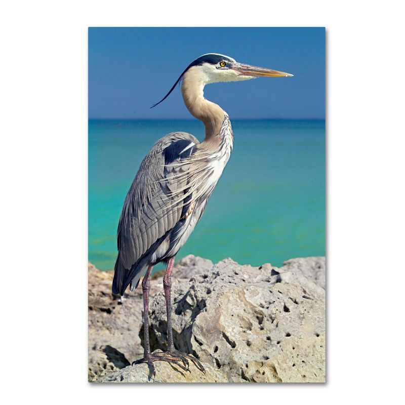 Trademark Fine Art -Mike Jones Photo 'Blue Heron' Canvas Art, 2 of 4