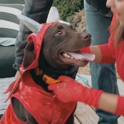 Halloween Red Metallic Devil Dog Hoodie Costume - L - Hyde & Eek! Boutique™  : Target