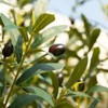 DR.Planzen 8FT Super Larger Artificial Olive Tree - Large Faux Tree Tall Fake Plant for Indoor and Outdoor with Branch and Realistic Green Leaves. - 3 of 4