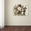 Trademark Fine Art -John James Audubon 'Black-Billed Cuckoo' Canvas Art - 3 of 4