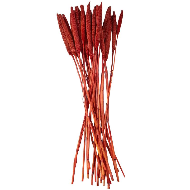 20&#39;&#39; x 1&#39;&#39; Dried Plant Bunny Tail Natural Foliage with Long Stems Red - Olivia &#38; May, 5 of 7