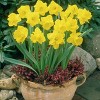 Van Zyverden 15ct Bulbs Narcissus Daffodils Classic Improved King Alfred Type - 4 of 4