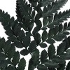 Vickerman 12-15" Fern Green Fern-Leatherleaf, 6 stems, Preserved - 4 of 4
