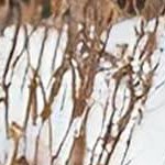 red shovel plate, black handle