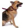 Country Brook Petz 3/4 Inch Nylon Dog Leash - 4 of 4