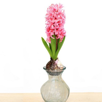 Hyacinth Pink with Clear Glass Planter - Van Zyverden