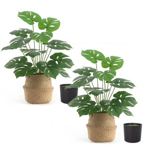 monstera adansonii variegated Monstera adansonii Variegated 'Mint' 2.5