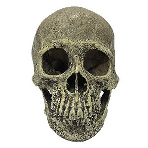 Multipet Komodo Human Skull Full - 1 of 1