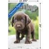 Trends International Keith Kimberlin - Puppy - Who Needs a Hug? Unframed Wall Poster Prints - 3 of 4