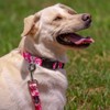 Country Brook Petz Pink Hawaiian Deluxe Dog Collar and Leash - image 3 of 4