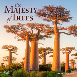 BrownTrout The Majesty of Trees 2026 12"x24" Hanging Square Wall Calendar Plastic-Free - 1 of 4