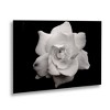 Kurt Shaffer 'Gardenia In Black And White' Floating Brushed Aluminum Art - 2 of 4