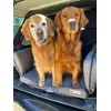 Backseat Barker: SUV Edition - 2 of 4