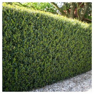 Holly 'Compacta' 1pc - National Plant Network U.S.D.A Hardiness Zone 6-9 2.25 Gallon: Dense Foliage, Live Shrub - 1 of 3