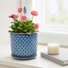 Raised Dot Pattern with Saucer for Indoor and Outdoor Succulents or Houseplant - A Bold Accent for Living Room, Shelf, Garden, or Patio - 6" Blue - 3 of 4