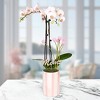 Green Circle Growers 5" White Orchid Houseplant White and Pink Ceramic Planter - 3 of 4