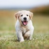 Blue Buffalo Life Protection Lamb & Oatmeal Recipe Puppy Dry Dog Food - 30lbs - 4 of 4