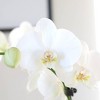 Green Circle Growers 5" White Orchid Houseplant White and Yellow Ceramic Planter - 2 of 4