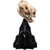Weta Workshop - WETA Workshop Polystone - The Lord of the Rings Trilogy - Skull of a Warg Miniature Polystone Statue - 2 of 4