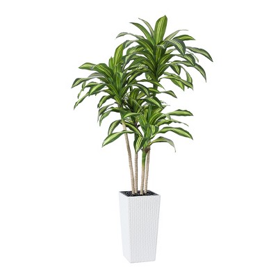DR.Planzen UV Resistant Artificial 6-7FT Tall Pre Potted Dracaena Tree with White/Brown Tall Square Planter for Indoor Outdoor House Home Decor