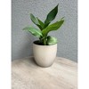 Tierra Garden 6.3" Matte Ceramic Basel Fashion Indoor Pot - image 3 of 4