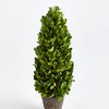 Plum & Post Boxwood Cone Topiary Drop-In 12" - 2 of 4