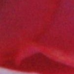 pink and white roses