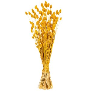 Vickerman 26" Dried Phalaris Bunch, 7 oz - 1 of 3