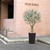 UV Resistant 6-7FT Artificial Olive Tree with White Tall Planter and Thick Trunk, Pre Potted Fake Tree for Indoor and Outdoor House Decor - 4 of 4