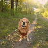 California Costumes King of the Jungle Lion Dog Costume - 3 of 4