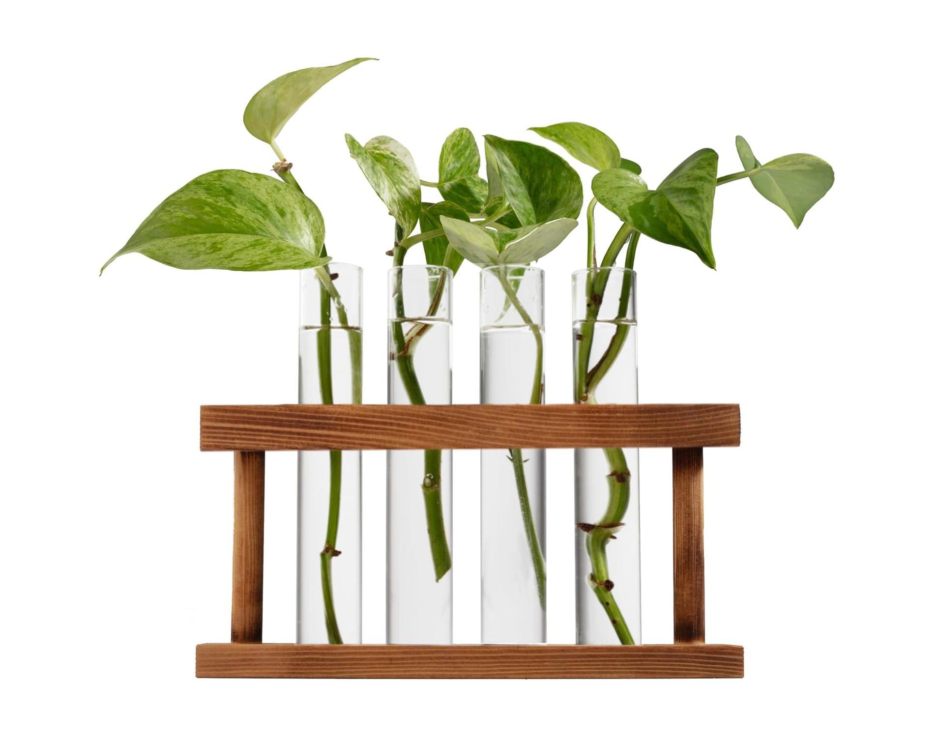 D'Eco Glass Plant Propagation Station (Set of 4 Tubes w Wooden Display) - Grow Hydroponic Plants - Holiday Christmas Gift for Plant Lovers