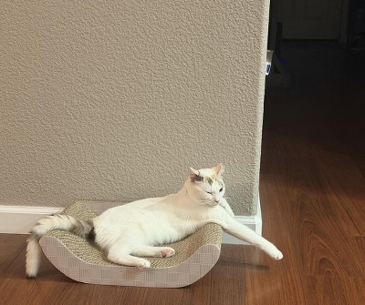 Guest review image 1 of 1, zoom in