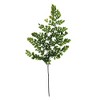 Vickerman 6-10" Oasis Green Fern - Adianthum - Petite Variety, 6 stems, Preserved - 2 of 4