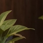 blue cushion/gray wicker