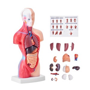 VEVOR Human Body Model, 15 Parts 11 inch, Human Torso Anatomy Model Anatomical Skeleton Model with Removable Organs, Educational Teaching Tool, Pink - 1 of 4