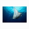Trademark Fine Art - Roberto Marchegiani  Manta Fly Matted Framed Art - 3 of 4